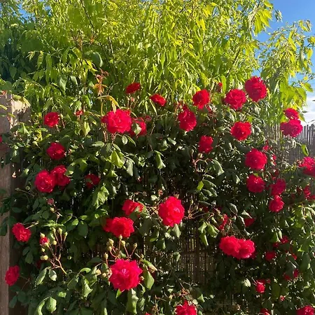 Bed & Breakfast Paola Villa San Leonardo